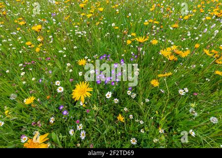 Vielfalt an hellen Wildblumen in einer Alpwiese in Die italienischen Alpen Stockfoto