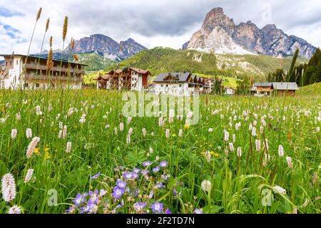 Schöne Almwiese mit einer Vielzahl von Wildblumen in Die italienischen Alpen Stockfoto