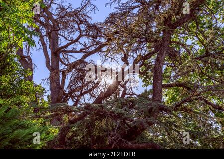 Schöner Baum und Sonne mit Strahlen Stockfoto