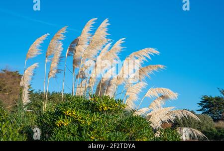 Pampas Gras (Cortaderia selloana) wächst in der Nähe von Wasser im Winter in West Sussex, England, Großbritannien. Stockfoto