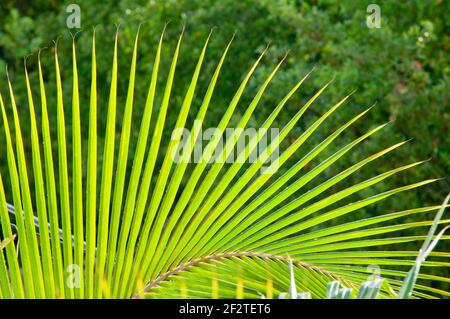 Nahaufnahme eines Kokospalmenblattes in einem Bogen geöffnet, im Hintergrund die verschwommene Vegetation der Bäume Stockfoto