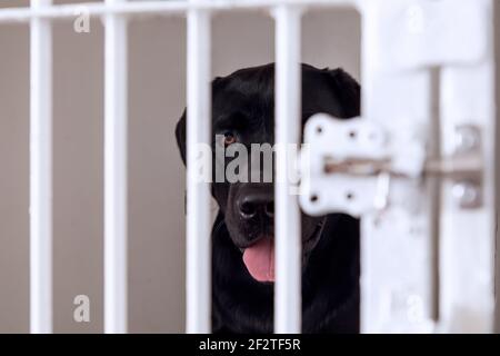 Unglücklicher und trauriger Hund in einem Käfig. Hund bei einem Tierheim schaut durch einen Käfig. Hund hinter Gittern in einem Tierheim. Stockfoto