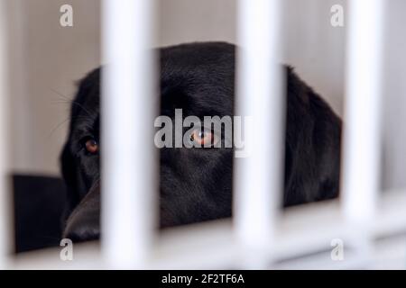 Unglücklicher und trauriger Hund in einem Käfig. Hund bei einem Tierheim schaut durch einen Käfig. Hund hinter Gittern in einem Tierheim. Stockfoto