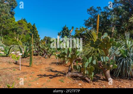 Botanischer Garten auf der Insel Lokrum in der Nähe von Dubrovnik in Kroatien Stockfoto