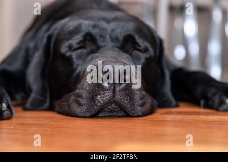 Junger schwarzer labrador schläft auf dem Holzboden (Fokus auf die Nase des Hundes) Stockfoto