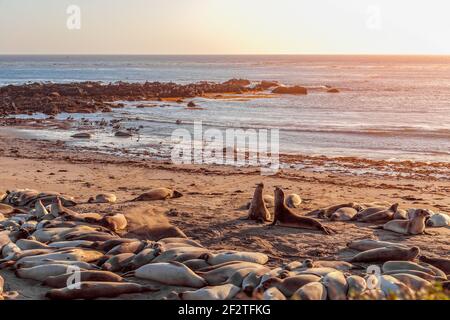 Zwei Elefantenrobben kämpfen und heulen einander an Elephant Seal Vista Point, San Simeon, Kalifornien, USA Stockfoto