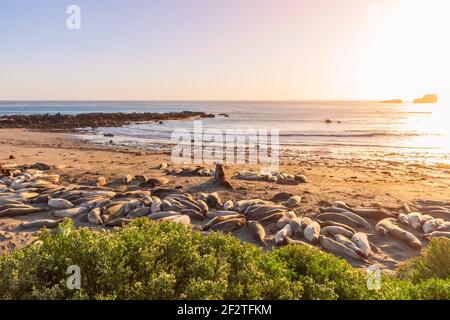 Zwei Elefantenrobben kämpfen und heulen einander an Elephant Seal Vista Point, San Simeon, Kalifornien, USA Stockfoto