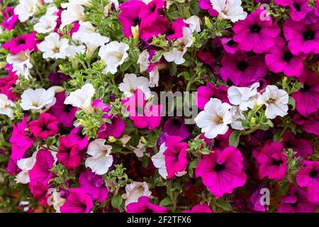 Morgenruhm (Ipomoea) im Garten. Tiefrosa und weiße Blüten von Ipomoea purea. Stockfoto