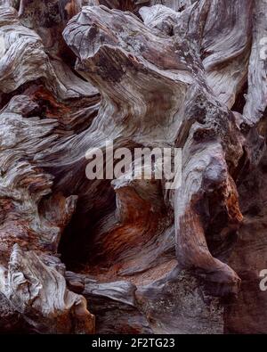 Sequoia-Wurzel. Holzstruktur. Mahagoni Wurzel Textur. (Hohe Auflösung) Stockfoto