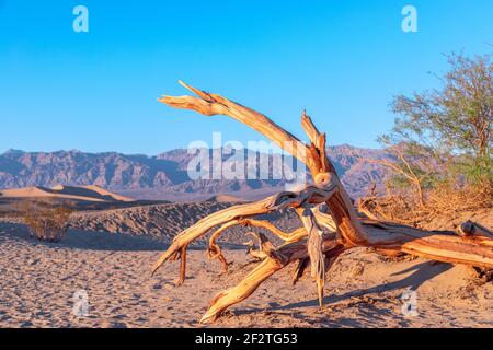 Trockener verwitterter Baum im Death Valley National Park Stockfoto