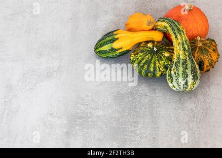 Herbsternte. Frohe Danksagung Banner. Auswahl verschiedener Kürbisse auf strukturiertem Zementhintergrund Stockfoto