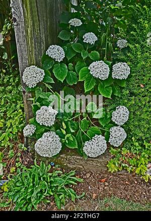 Hortensia arborescens 'Annabelle' blüht in einem Gartenrand Stockfoto