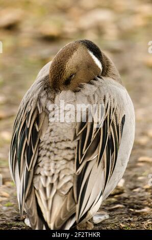 Weibliche Pintail brüllend in Nahaufnahme. Hochformat. Stockfoto