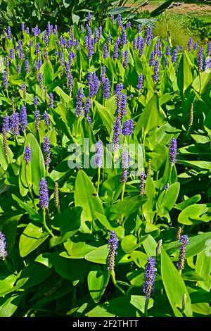 Pontederia cordata Wasserpflanze blüht auf einem See Stockfoto