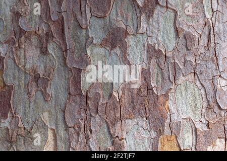 Abblätternde Platane-Rinde bildet ineinandergreifende grau-grüne und braune Flecken und schafft so einen rauen natürlichen Tarnhintergrund für Design, Italien. Stockfoto