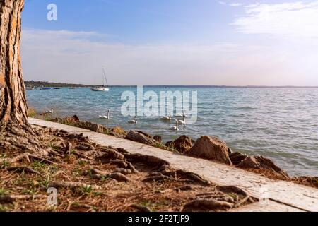 Weiße Schwäne am Gardasee zwischen den Städten Lazise Und Bardolino Stockfoto