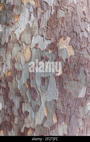 Gefleckte Platane-Rinde schält sich in grauen, braunen und blassgrünen Flecken ab und bildet ein natürliches Tarnmuster und eine Vollrahmen-Designtextur, Italien. Stockfoto