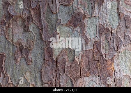 Textur der Rinde des Platanus-Baumes (Platanus, Platane). Nahaufnahme von natürlichen Tarnbaum Hintergrund für Design. Stockfoto