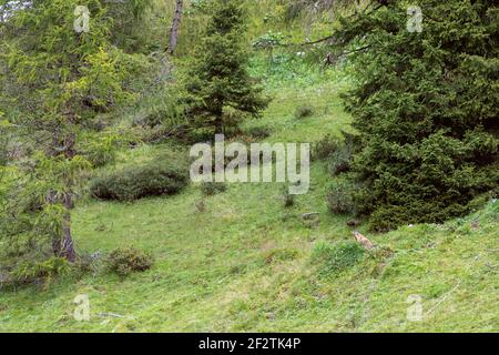 Marmot sah aus seinem Bau. Italienische Dolomiten. Trentino-Südtirol, Italien Stockfoto