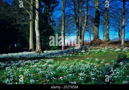 Schneeglöckchen wachsen in einem Waldgarten Stockfoto