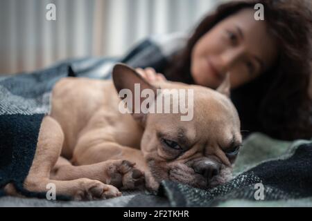 Hündin und niedlichen französisch Bulldogge ruht auf Bett mit Karierten in gemütlichen Hause Stockfoto