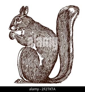 Sitzender Eichhörnchen-Ischiurus in der Profilansicht, hält eine Nuss, nach einer antiken Illustration Stock Vektor