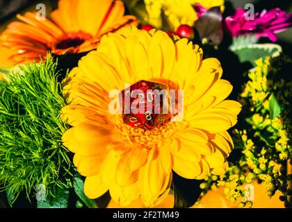 Bild eines roten 20-seitigen Würfes auf einer gelben Gerbera gänseblümchen umgeben von Frühlingsblumen Stockfoto