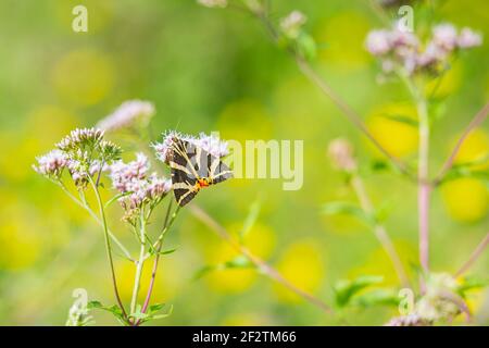 Nahaufnahme eines Jersey Tiger Schmetterlings, Euplagia quadripunctari, Fütterung Nektar auf einer Blume, dies ist ein Tag fliegender Motte Stockfoto