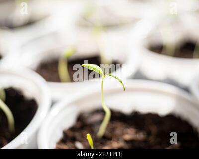 Anbau von Tomatenkirschpflanzen Stockfoto