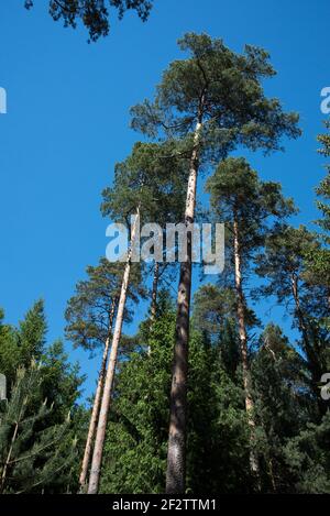 Schotten Kiefernwald sind sehr häufig als kommerzielle Forets in Nordostdeutschland. Stockfoto