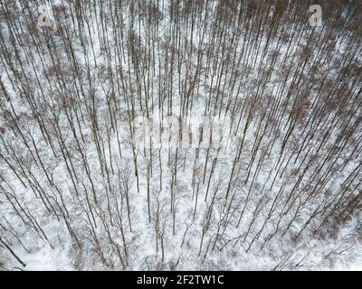 Luftaufnahme auf Winterlandschaft mit Bäumen im Laubwald Mit Reif bedeckt Stockfoto