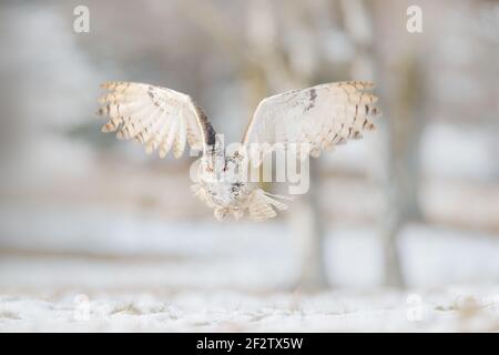 Fliege Ostsibirische Adlereule, Bubo bubo sibiricus, sitzend auf Hügel mit Schnee im Wald. Birke mit schönen Tier. Vogel aus Russland wi Stockfoto