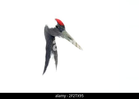 Tanzendes Paar Rotkronenkran mit offenem Flügel im Flug, mit Schneesturm, Hokkaido, Japan. Vogel im Fliege, Winterszene mit Schnee. Schneetanz in der Natur Stockfoto