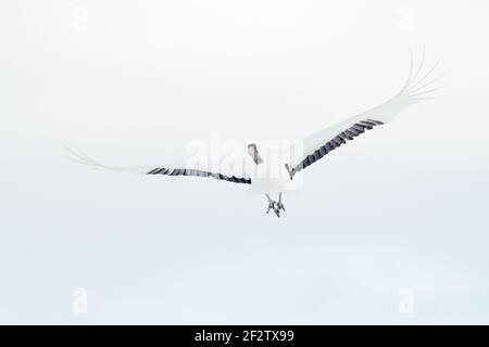 Tanzendes Paar Rotkronenkran mit offenem Flügel im Flug, mit Schneesturm, Hokkaido, Japan. Vogel im Fliege, Winterszene mit Schnee. Schneetanz in der Natur Stockfoto