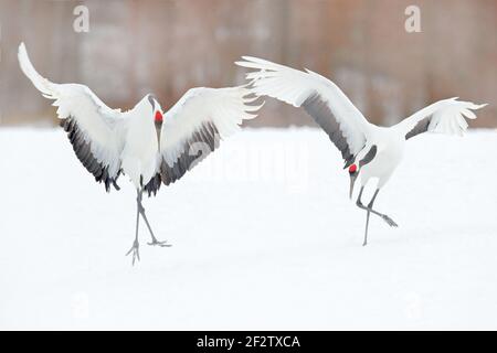 Tanzendes Paar Rotkronenkran mit offenem Flügel im Flug, mit Schneesturm, Hokkaido, Japan. Vogel im Fliege, Winterszene mit Schnee. Schneetanz in der Natur Stockfoto