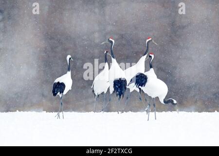 Schar von Kranichen mit Schneeflocken, Japan Winter. Tanzendes Paar Rotkronenkran mit offenem Flügel im Flug, mit Schneesturm, Hokkaido, Japan. Bird in Stockfoto