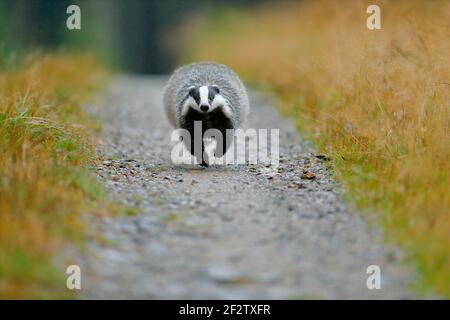 Dachs Laufwaldstraße, Tier Natur Lebensraum, Deutschland, Europa. Wildtierszene. Wilder Dachs, Meles meles, Tier in Holz. Europäischer Dachs, Herbst Stockfoto