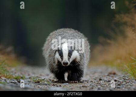 Dachs läuft im Wald, Tier Natur Lebensraum, Deutschland, Europa. Wildtierszene. Wilder Dachs, Meles meles, Tier in Holz. Europäischer Dachs, Herbst pi Stockfoto