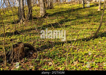 Blühende Winterakoniten in einem Wald bei Closewitz in Thurigia Stockfoto