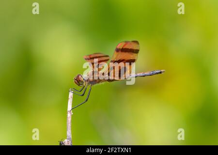 06579-00906 Halloween Pennant (Celithemis eponina) männlich Marion Co. IL Stockfoto