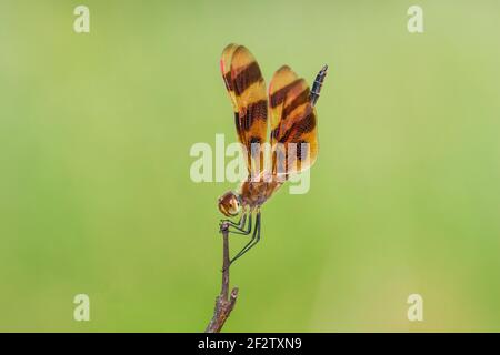 06579-00920 Halloween Pennant (Celithemis eponina) männlich Marion Co. IL Stockfoto