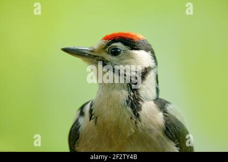 Großer Specht mit Punktmuster, Detail-Nahaufnahme Porträt von Vogelkopf, schwarz-weiß Tier, Tschechische Republik. Detail Porträt des Vogels mit klaren grünen Rücken Stockfoto