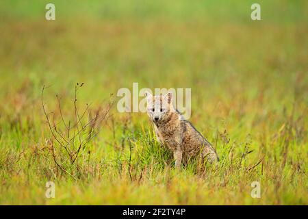 Wilder Hund im Gras. Krabbenfressende Füchse, Cerdocyon thous, Waldfuchs, Holzfuchs oder Maikg. Wildhund in der Natur Lebensraum. Gesicht Abendportrait. Wildtiere, Pan Stockfoto