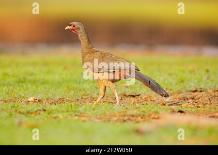 Chaco Chachalaca, Ortalis canicollis, Vogel mit offenem Schnabel, Wandern im grünen Gras, Pantanal, Brasilien. Vogel im natürlichen Lebensraum. Guan, Tierwelt Brasilien Stockfoto