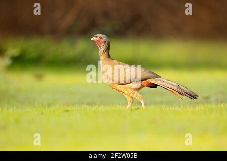 Chaco Chachalaca, Ortalis canicollis, Vogel mit offenem Schnabel, Wandern im grünen Gras, Pantanal, Brasilien. Vogel im natürlichen Lebensraum. Guan, Tierwelt Brasilien Stockfoto