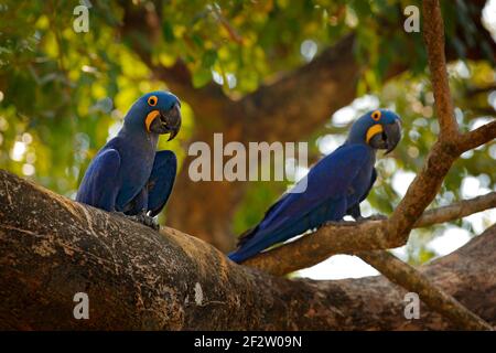 Hyazinthara, Anodorhynchus hyazinthus, blauer Papagei. Portrait großer blauer Papagei, Pantanal, Brasilien, Südamerika. Schöne seltene Vogel in der Natur Stockfoto