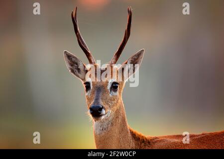 Pampas Hirsch, Ozotoceros bezoarticus, sitzend im grünen Gras, Pantanal, Brasilien. Wildlife-Szene aus der Natur. Hirsch, Lebensraum der Natur. Tierwelt Brasilien. Stockfoto