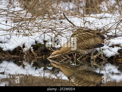 Schneebedeckter und kalter Winter. Die eurasische Seeschwalbe (Botaurus stellaris) auf der Jagd nach Fischen. Polen im februar. Horizontale Ansicht Stockfoto