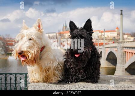 Schottischer Terrier, schwarz-weißer Weizenhund, Paar schöne Hunde auf der Brücke sitzen, Prager Burg im Hintergrund. Reisen mit Hunden, Czec Stockfoto