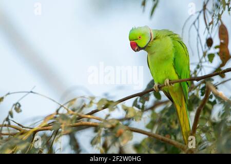 Rosenbergsittich (Psittacula krameri) Stockfoto